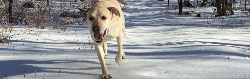 Photo of Dog