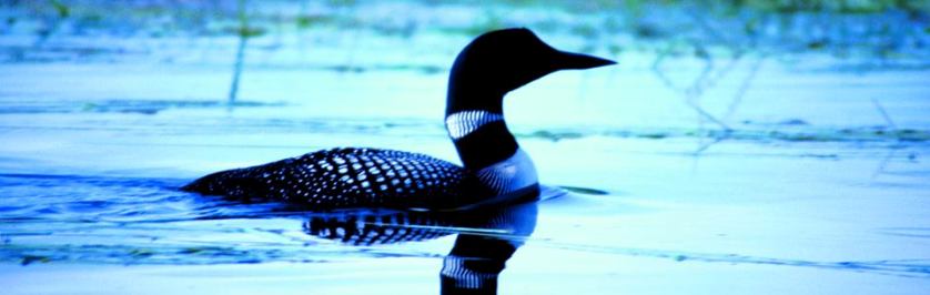 Loon on the Lake