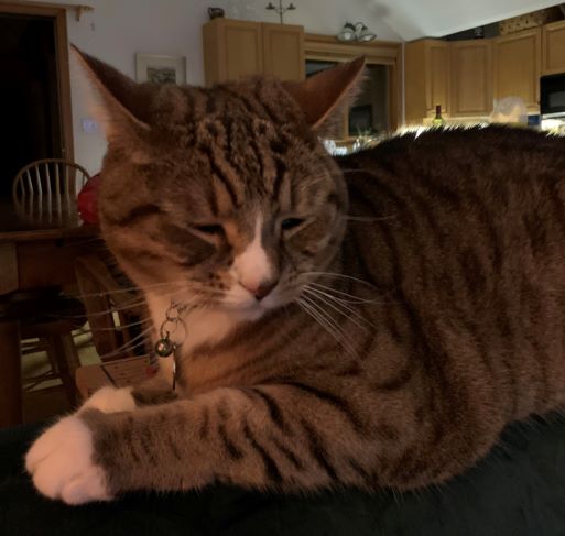 Photo of brown tabby cat with black stripes, white front paws and white nose and chest