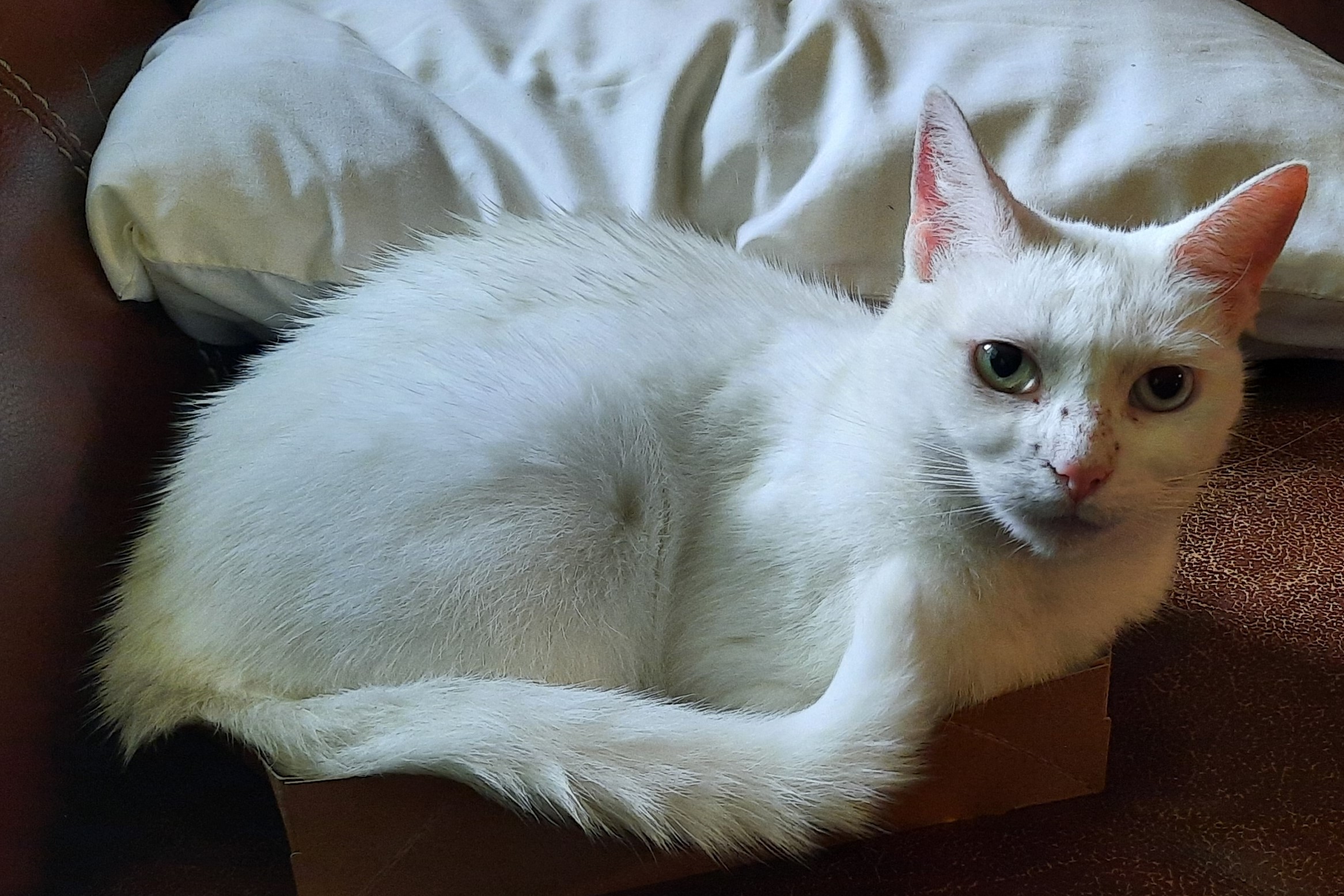 photo of white cat with one blue and one green eye